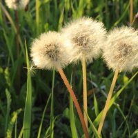 Трио :: Екатерина (sun7)