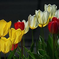 Tulips :: FIV 