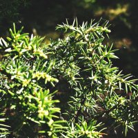 Можжевельник :: Елизавета 