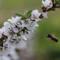 Пчёл на выпасе... :: Алексей 