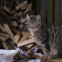 Барсик :: Мария