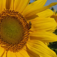 живое солнышко :: Милехина Ирина 