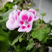 Домашние цветы. Первое фото :: Alex Lark 