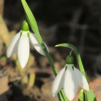 февральский звон :: леончик