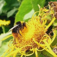 Лето, пчёлки работают.. :: Игорь 