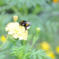 Лето :: Елизавета 