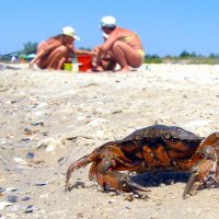 Пляжный охранник :: Дмитрий