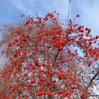 такой разный ноябрь :: Елена Шаламова