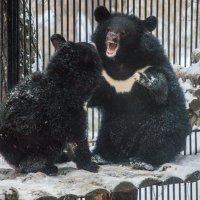 Уссурийские белогрудые мишки. :: аркадий 