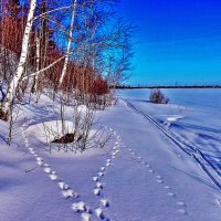 Февраль...Лиса охотилась ! :: Владимир 