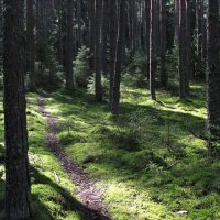 Лесная тропинка :: Александр Ильчевский 