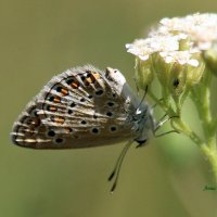 Бабочка Голубянка Орион. :: Восковых Анна Васильевна 