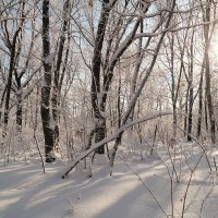 С Днём зимнего солнцестояния! :: Андрей Заломленков