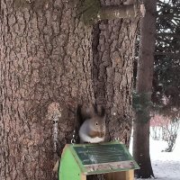 Белочки с Крестовского. :: Ольга 