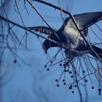 Время завтрака... :: Николай Саржанов