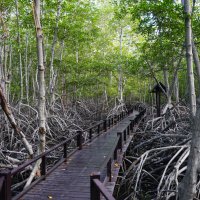 Мангровый лес в Пранбури (Pranburi Forest Park) :: Иван Литвинов