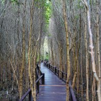 Мангровый лес в Пранбури (Pranburi Forest Park) :: Иван Литвинов