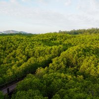 Мангровый лес в Пранбури (Pranburi Forest Park) :: Иван Литвинов