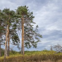 Сосны... :: Влад Никишин