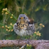 Рябинник с колючим взглядом :: Николай Соколухин