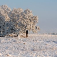 А ведь зима — это и есть сказка.... Главное верить в чудеса. :: Вадим Басов