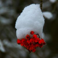 Праздничный Колпак для рябины :: олег свирский 