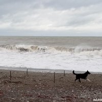 Адлер... море... :: Нина Бутко