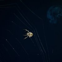 Паук :: Валерий Баранчиков