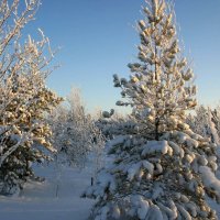 В снежных шубах... :: Владимир 