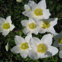 Лето :: Anna Ivanova