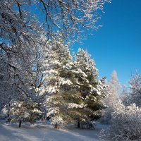 Новогодняя сказка. :: Владимир Безбородов