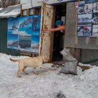 Моржовый сезон :: Валерий Михмель 