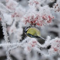 Колючий иней :: Ната Волга