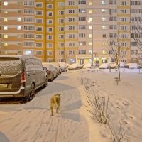 Выгулиает меня с утра :: Валерий Иванович