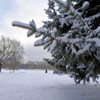 Январь снегом радует... :: Мария Васильева