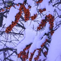 Не съели птички :: Людмила Смородинская