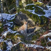 кошечка :: Андроник Александр 