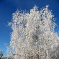 Осенние кружева. :: nadyasilyuk Вознюк