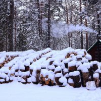 Запас на суровую зиму ! :: Николай Кондаков