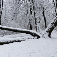 Причуды зимнего леса. :: Милешкин Владимир Алексеевич 