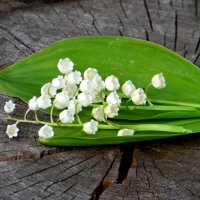 Весенний привет. :: nadyasilyuk Вознюк