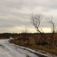 Кустик у дороги :: Андрей Снегерёв