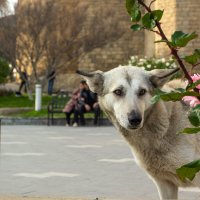 здраствуйте :: Эмиль Иманов