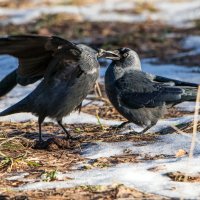 Галки (3) :: Владимир Безбородов