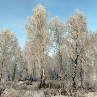 Берёзовый лесок. :: nadyasilyuk Вознюк