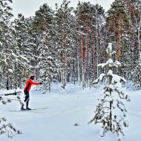 Январь...На лыжах по заснеженной тайге! :: Владимир 