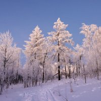 Прогулки по зимним тропинкам :: Галина Ильясова