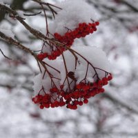 На чисто-белом покрывале снега, Рябины красной куст огнём горит....... :: Галина 