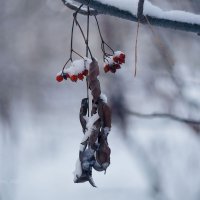 Увядшая рябина зимой :: Александр Синдерёв