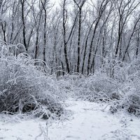 Городской парк. :: Милешкин Владимир Алексеевич 